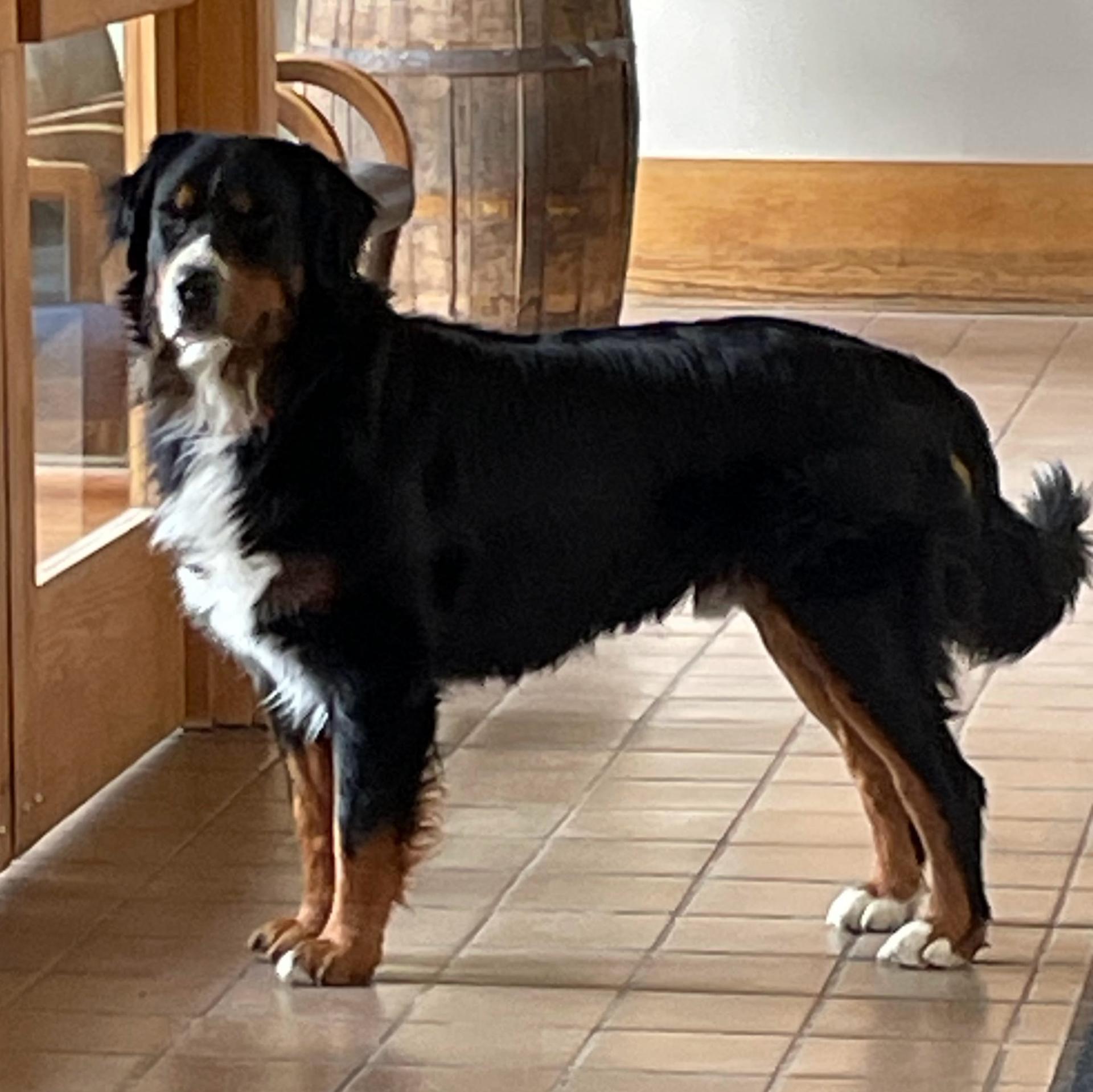 Oakley, the Bernese Mountain Dog at Spirits in Willoughby